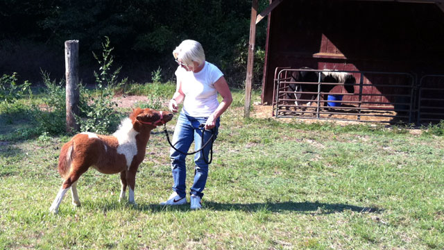 Carlson researches the possibility of including a miniature horse in her upcoming project <i>Yellow Bud</i>.