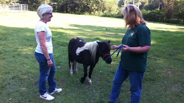 Carlson talks with Mary Lackey at Sundance Oaks Miniature Horse Farm.